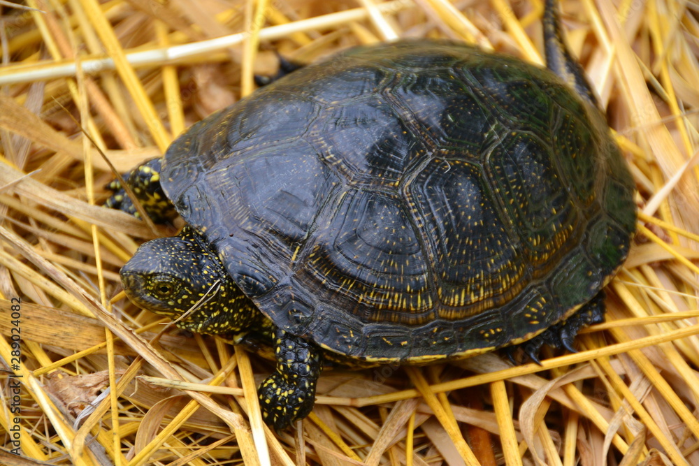 European marsh turtle Emys orbicularis European marsh turtle Emys orbicularis