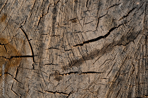 Texture of old wood. Background image. Macro photo