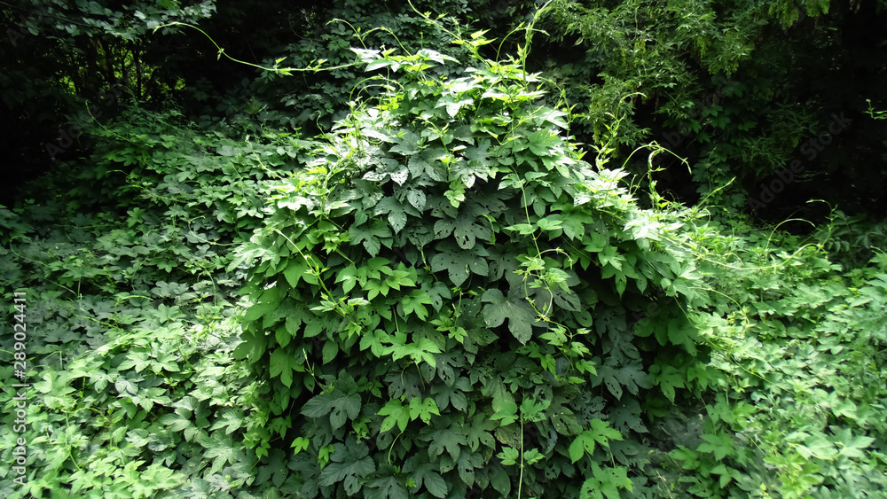 Nature background. Beautiful bush Nature background. Beautiful bush