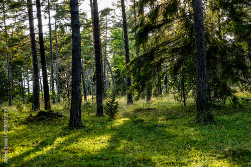 Gotland, Sweden A beautiful forest by the Baltic Sea