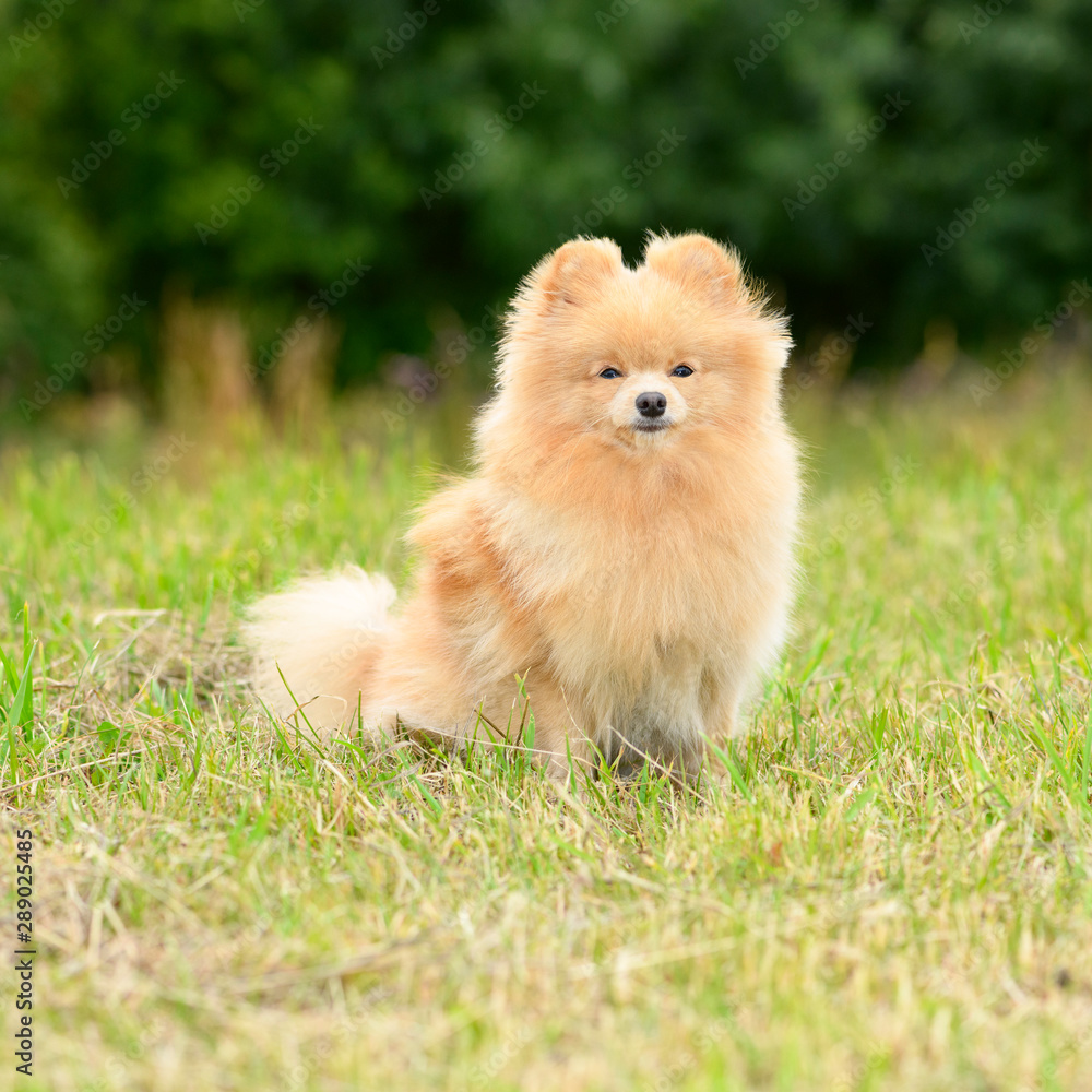 The female Pomeranian dog is sitting on the green grass in outdoors.