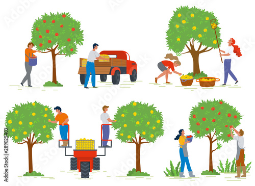 People harvesting apples from trees, agricultural work. Man and woman characters gardening, fruit in basket, gardener and rustic food, countryside vector. Picking apple concept. Flat cartoon
