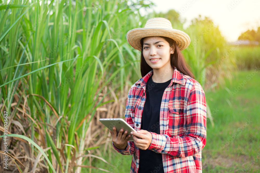Fototapeta premium Asian woman farmers who work in the sugarcane farms use my tablet to collect data to study and develop the farm. Concept Smart farmer.