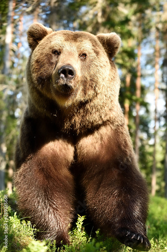 Brown bear closeup with claws