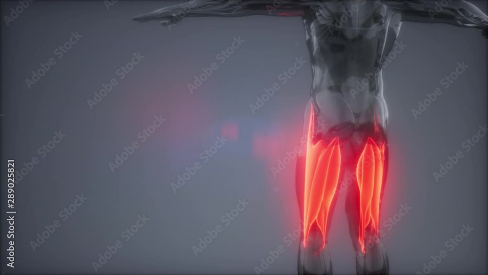 thigh muscles - Visible muscle anatomy map thigh muscles - Visible muscle anatomy map