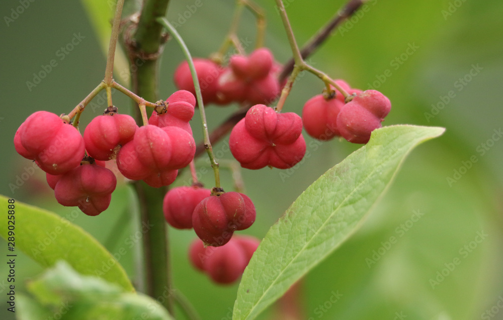 The fruits of a Spindle Tree, Euonymus europaea, growing in the wild. The fruits of a Spindle Tree, Euonymus europaea, growing in the wild.