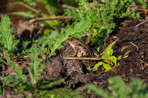 Northern Leopard Frog (Lithobates pipiens) on wildlife and conservation area