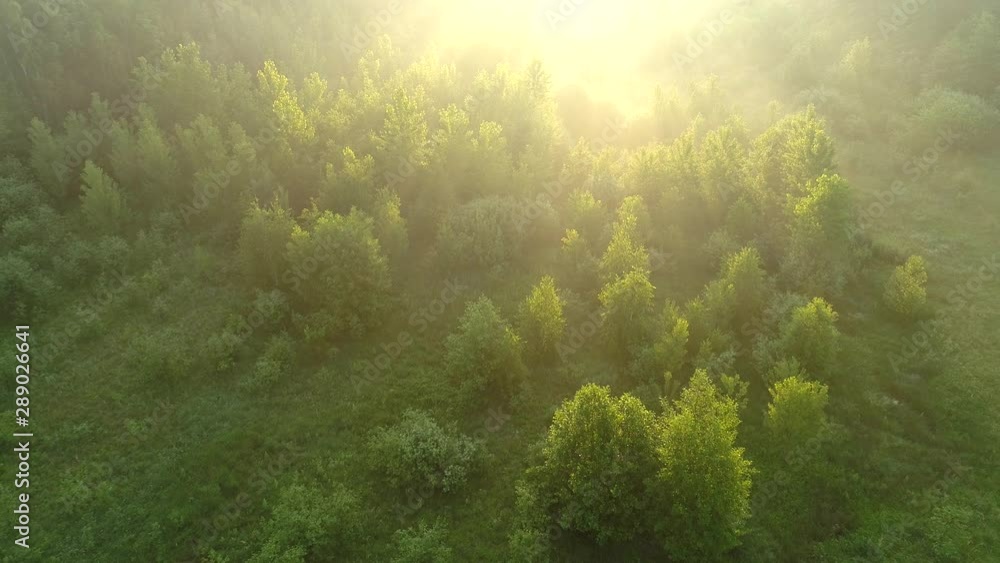 Flying over meadow covered with green grass, bushes and trees. Sunrise rays of sun lighting all around. Aerial shot, UHD Flying over meadow covered with green grass, bushes and trees. Sunrise rays of sun lighting all around. Aerial shot, UHD