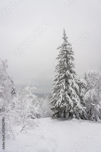 landscape of snowy trees in the mountains. winter forest covered with clean fresh snow. New Year's active holiday in a hike. Christmas walks in nature.