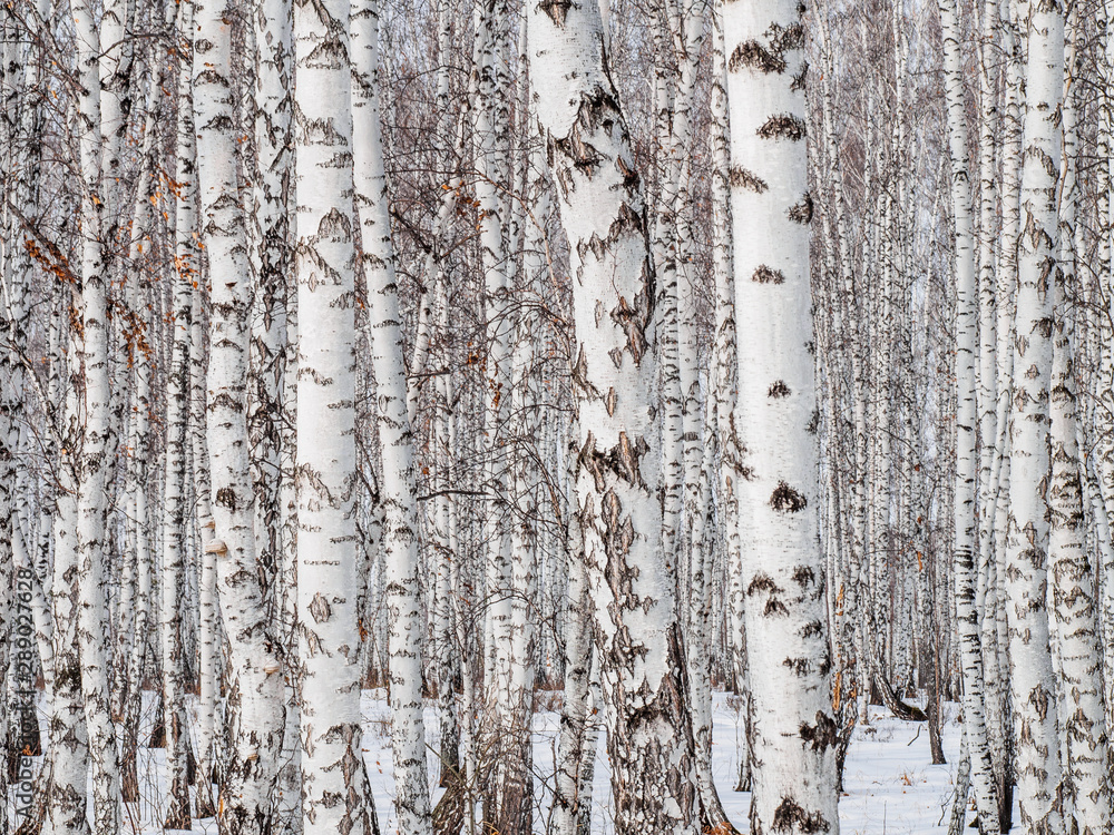 Fototapeta premium brzoza las zbliżenie. ściana pni brzozy. teksturalne tło dla układu. naturalny krajobraz zimą. śnieg i mróz