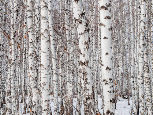 Fototapeta birch forest closeup