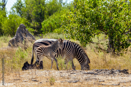 cute calf of zebra with mother in african bush. Moremi game reserve  Botswana  Africa safari wildlife