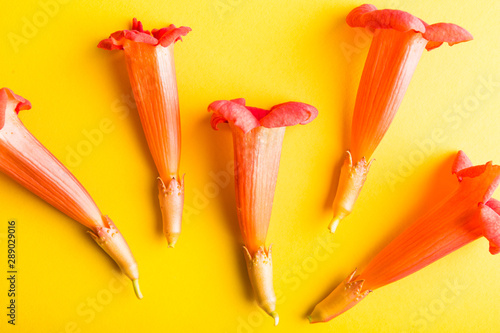 red campsite buds on a yellow background. Beautiful flower arrangement. photo