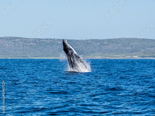 Humpback Whale Breaching