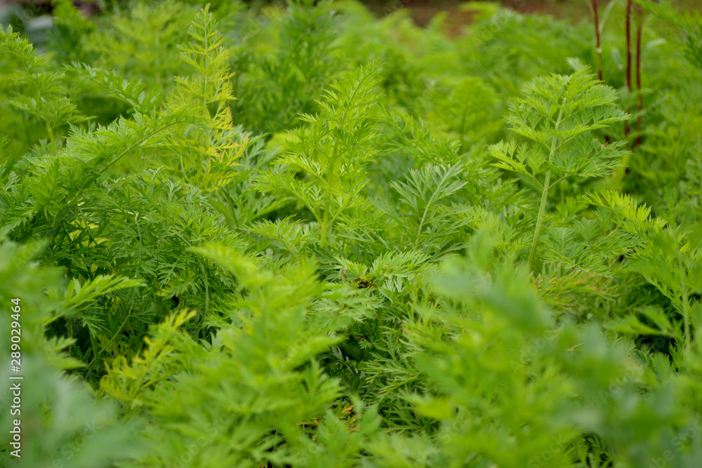 Carrot tops close-up. The green background of the garden with leaves. Carrot tops close-up. The green background of the garden with leaves.