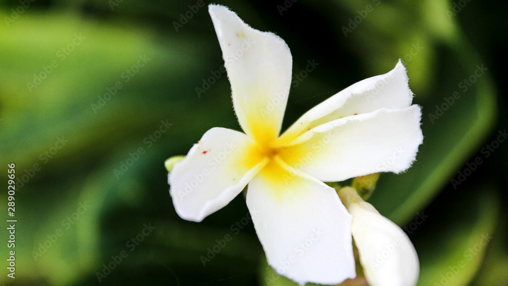Extremely Beautiful White Plumeria Flower HD Wallpaper Stock Photo | Adobe  Stock
