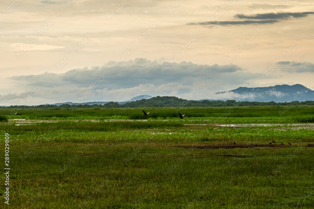 Beautiful view of the wetland in Palo Seco national park in Costa Rica