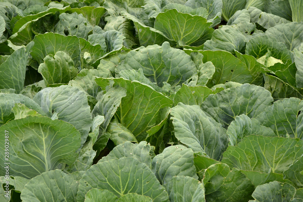 A lot of cabbage heads in the garden. Rustic vegetables. A lot of cabbage heads in the garden. Rustic vegetables.