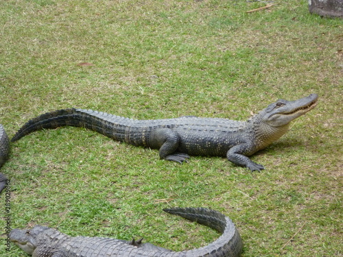 Crocodile on grass