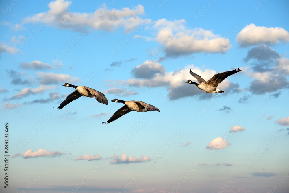 Obraz premium Flock of Canada Geese Flying in the clouds near sunset
