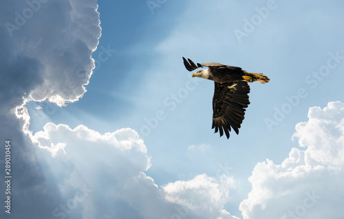 Foto Bald Eagle Flying in clouds towards the Sun