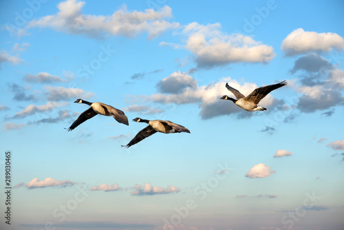 Flock of Canada Geese Flying in the clouds near sunset