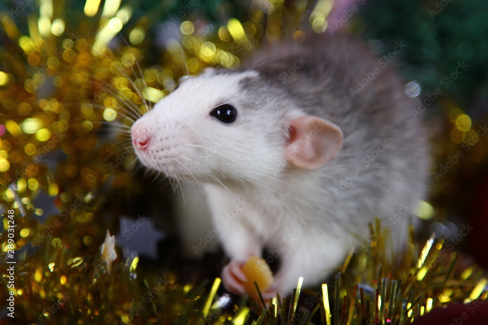 Cute gray domestic rat in a New Year's decor. Symbol of the year 2020 is a rat. Santa's sleigh