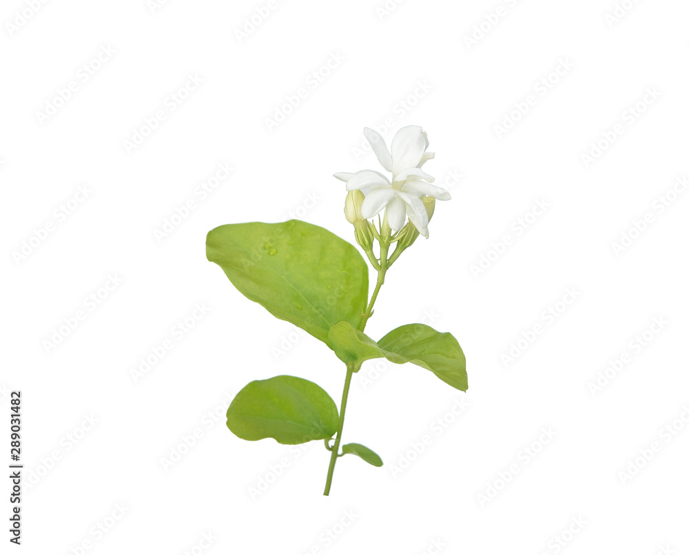 Fototapeta premium beautiful sampaguita flowers isolated on white background
