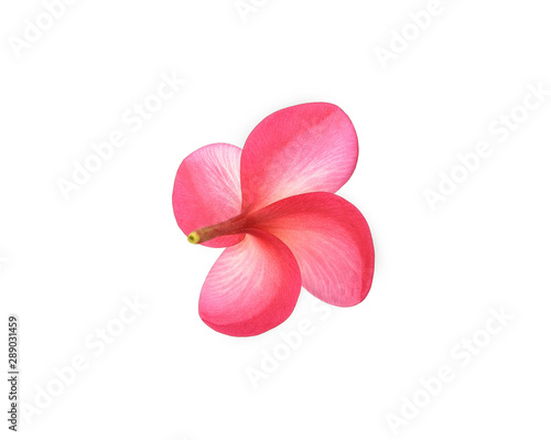 Pink Plumeria flower isolated on white background. with clipping path.