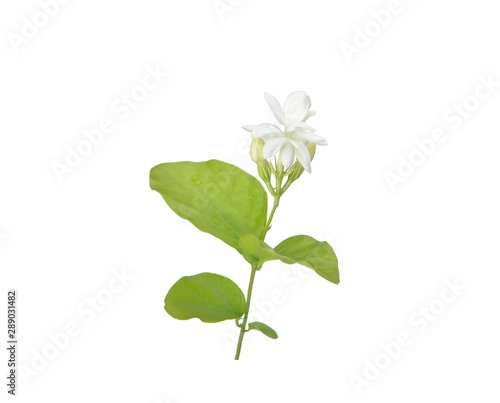 beautiful sampaguita flowers isolated on white background