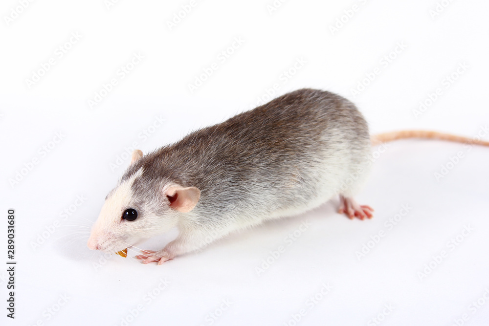 rat close-up isolated on white background Pink ears, black eyes, decorative Dambo rat, pet. rat close-up isolated on white background Pink ears, black eyes, decorative Dambo rat, pet.