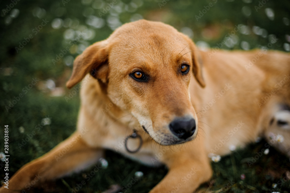 Cute brown ginger homeless dog looking at the camera Cute brown ginger homeless dog looking at the camera