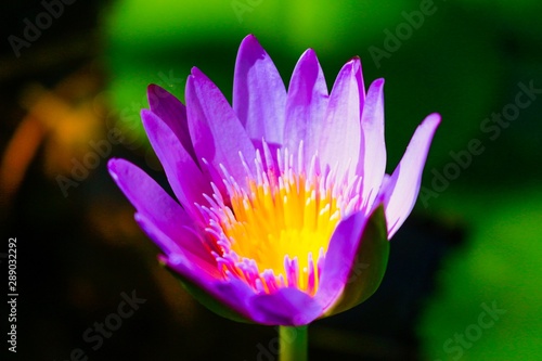 pink lotus lily in pond