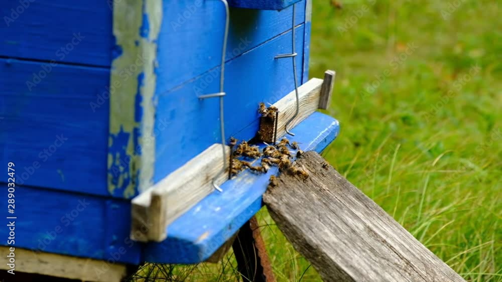 Slow-motion video. Bees enter and circle around the hive and put the freshly floral nectar and flower pollen inside the hive. Slow-motion video. Bees enter and circle around the hive and put the freshly floral nectar and flower pollen inside the hive.