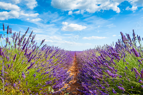 Lavender fields and the blue sky with clouds. Valensole  Provence  France. Beautiful summer landscape