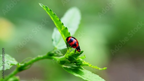 Beetle. Ladybug.