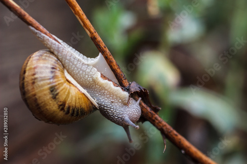 Live snail in the wild in the countryside