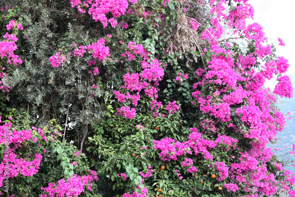 Obraz premium flowers in fields and parks