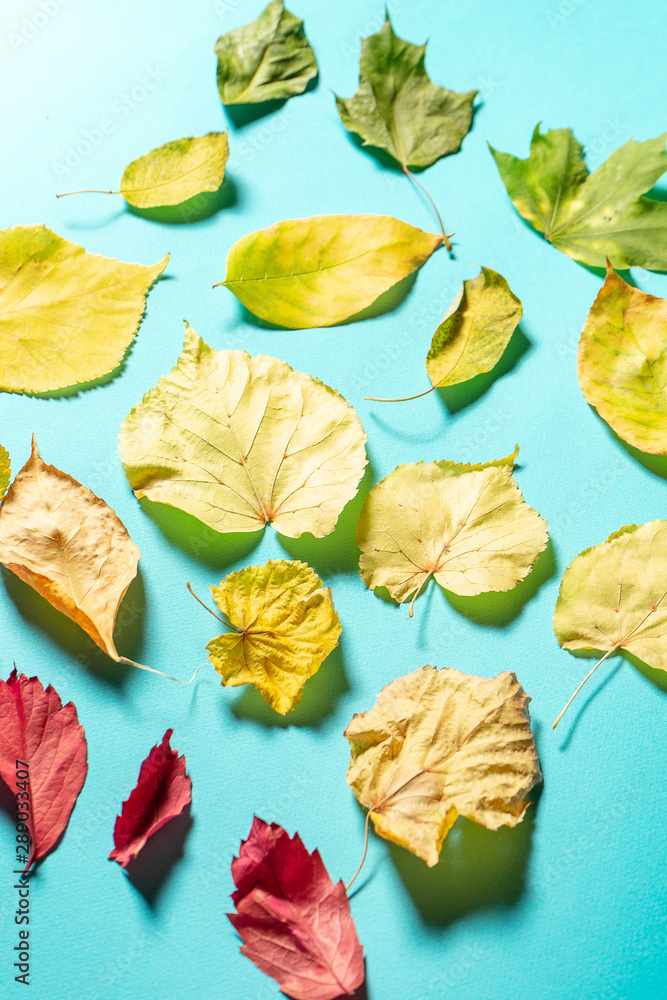 Creative flat out of colorful Autumn leaves isolated on blue Background. Autumn minimalism concept. Top view flat lay with yellow, red and green leaf. Creative flat out of colorful Autumn leaves isolated on blue Background. Autumn minimalism concept. Top view flat lay with yellow, red and green leaf.