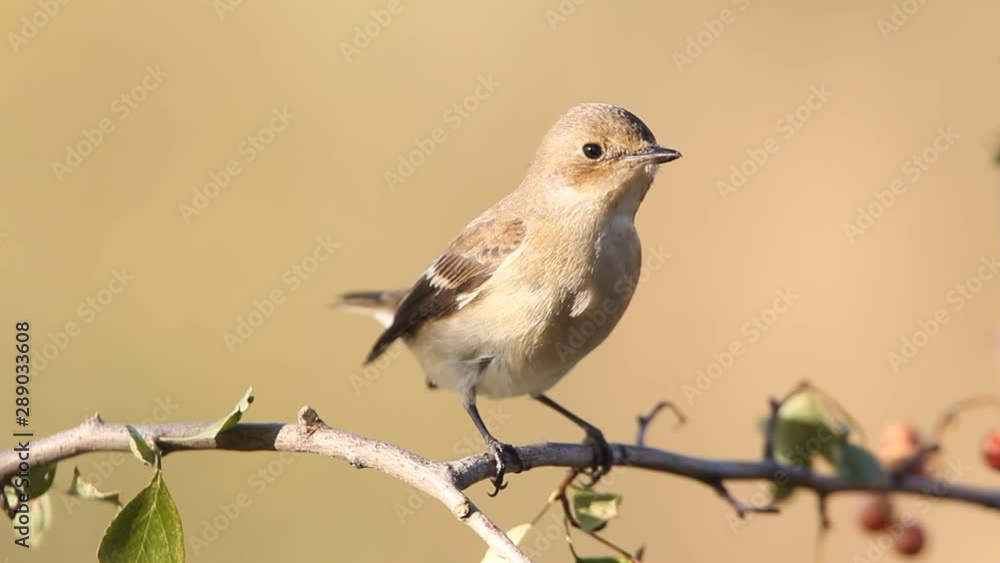 Pied flycatcher, ficedula hypoleuca, birds Pied flycatcher, ficedula hypoleuca, birds