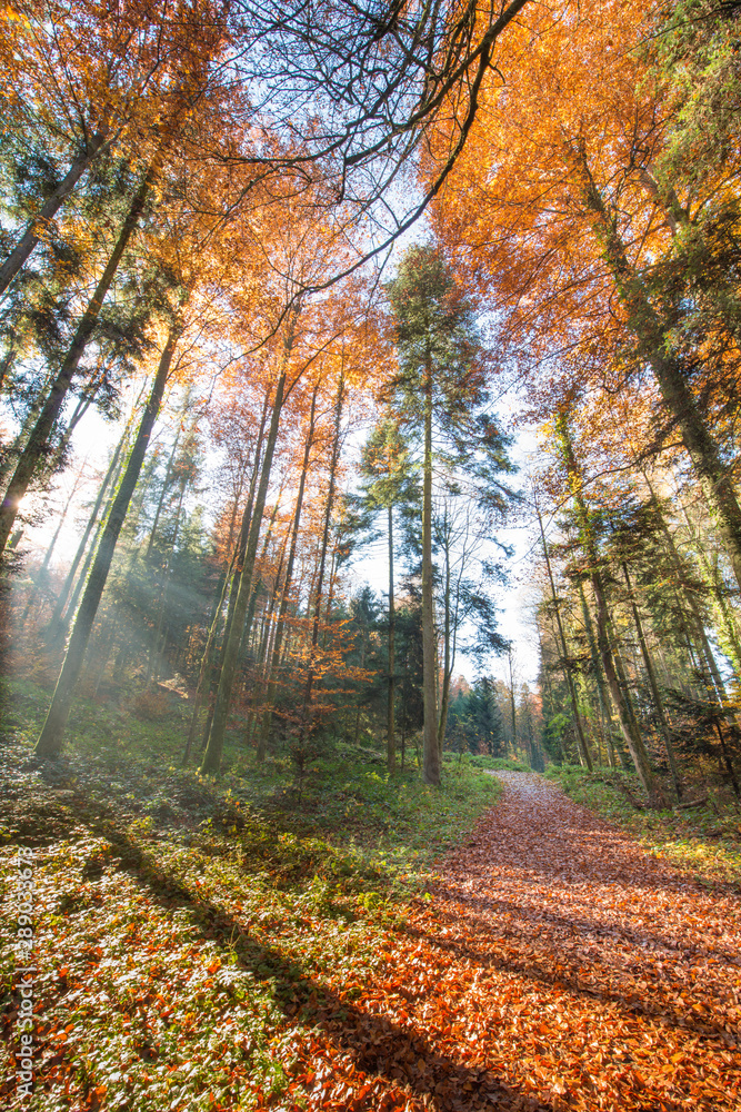 Obraz premium Walk in the autumn forest.