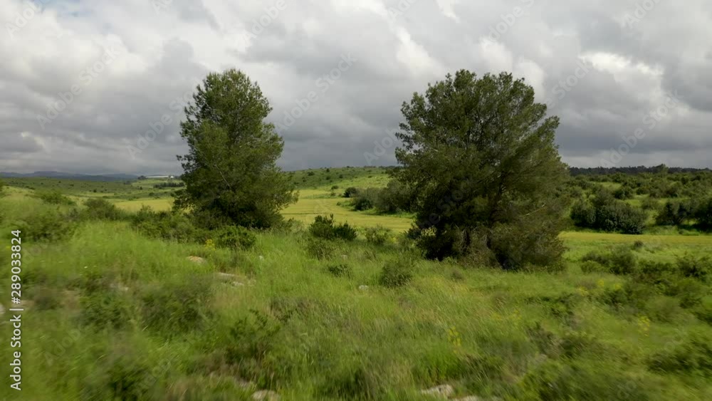 Fly between two big trees to an open grass field, beautiful green hills, Israel, aerial shot. Fly between two big trees to an open grass field, beautiful green hills, Israel, aerial shot.