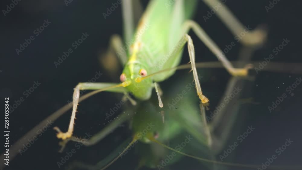 a green grasshopper is on a windshield and eats the remains of insects a green grasshopper is on a windshield and eats the remains of insects
