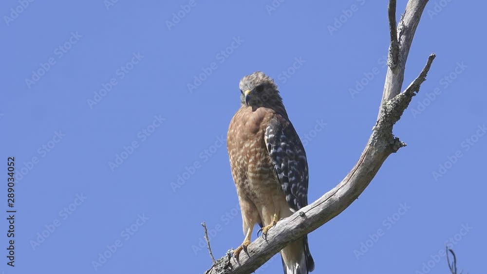 Red-shouldered hawk perched on a branch. Close-up. 25 sec/24 fps. 40%speed. Clip 3 Red-shouldered hawk perched on a branch. Close-up. 25 sec/24 fps. 40%speed. Clip 3