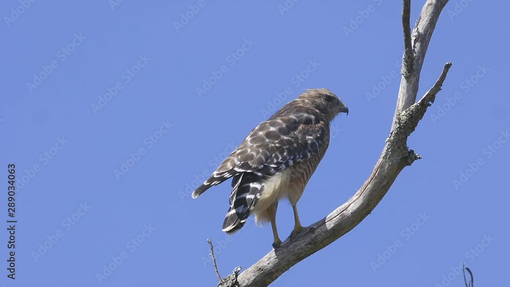Red-shouldered hawk perched on a branch. Close-up. 25 sec/24 fps. 40%speed. Clip 7 Red-shouldered hawk perched on a branch. Close-up. 25 sec/24 fps. 40%speed. Clip 7