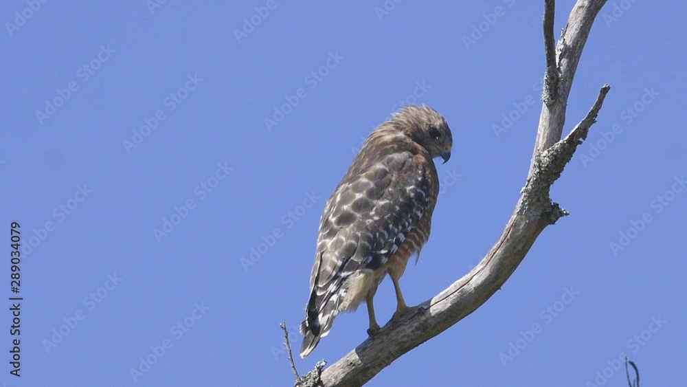 Red-shouldered hawk perched on a branch. Close-up. 10 sec/60 fps. Original speed. Clip 9 Red-shouldered hawk perched on a branch. Close-up. 10 sec/60 fps. Original speed. Clip 9