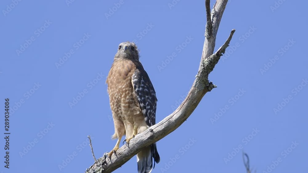 Red-shouldered hawk perched on a branch. Close-up. 25 sec/24 fps. 40%speed. Clip 1. Red-shouldered hawk perched on a branch. Close-up. 25 sec/24 fps. 40%speed. Clip 1.