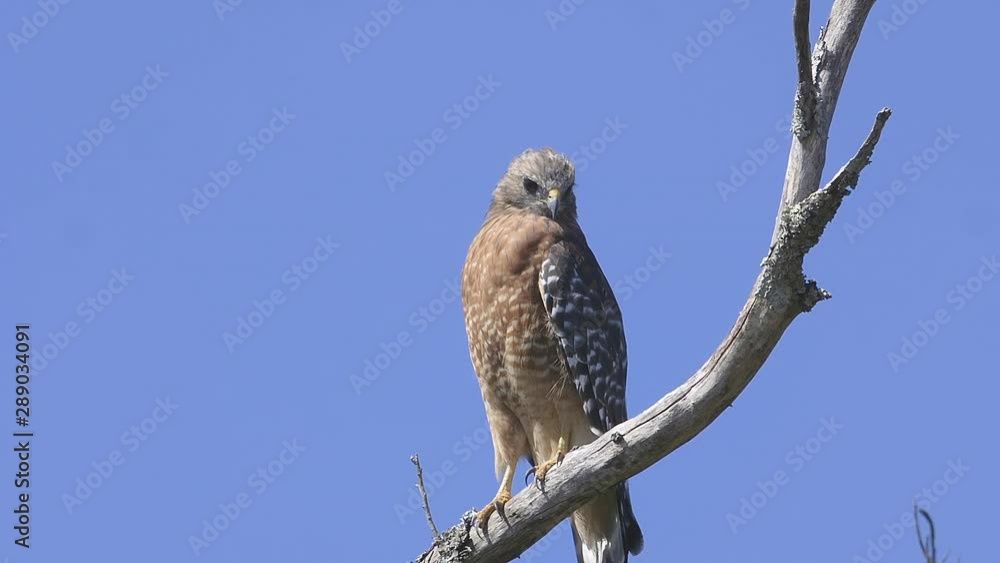 Red-shouldered hawk perched on a branch. Close-up. 25 sec/24 fps. 40%speed. Clip 2 Red-shouldered hawk perched on a branch. Close-up. 25 sec/24 fps. 40%speed. Clip 2