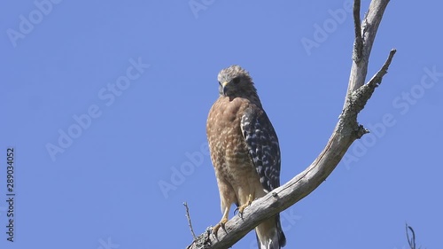 Red-shouldered hawk perched on a branch. Close-up. 25 sec/24 fps. 40%speed. Clip 3 photo