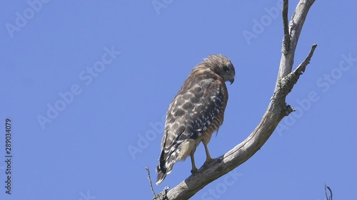 Red-shouldered hawk perched on a branch. Close-up. 10 sec/60 fps. Original speed. Clip 9 photo